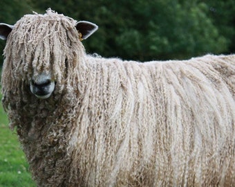 LEICESTER LONGWOOL SUPERSOFT mechas blancas ovejas de razas raras británicas estado vulnerable