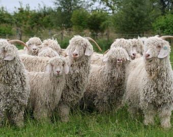 MOHAIR Yarn HANDSPUN white lustre 4 ply