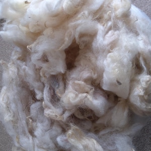 Peut inclure: Gros plan sur un tas de fibres de laine brutes et non traitées. La laine est d'un blanc cassé crémeux avec des zones brun clair. Les fibres sont douces et duveteuses, avec une texture légèrement frisée. Idéal pour le filage, le feutrage ou d'autres travaux manuels.