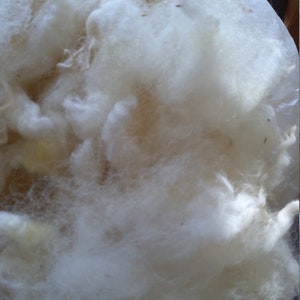 GALWAY rare breed sheep washed fleece