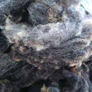 BELTEX  coloured sheep Washed fibre  from British Sheep