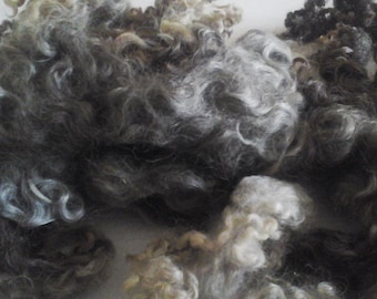 LEICESTER LONGWOOL Dark Grey supersoft washed locks British rare breed vulnerable status