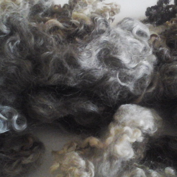 LEICESTER LONGWOOL Dark Grey supersoft washed locks British rare breed vulnerable status