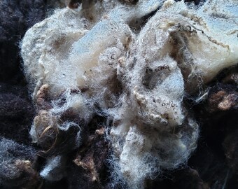 SHETLAND WHOLE FLEECE raw, Chocolate brown  and white highlights from a conservation flock
