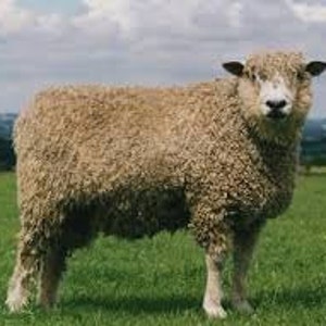 COTSWOLD ROVINGS British carded wool fleece rare conservation breed, limited stock.