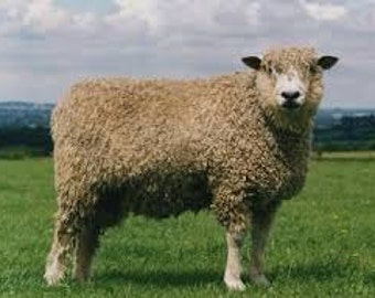 COTSWOLD Yarn rare breed coloured  Millspun yarn  Rare Breed Sheep on watchlist