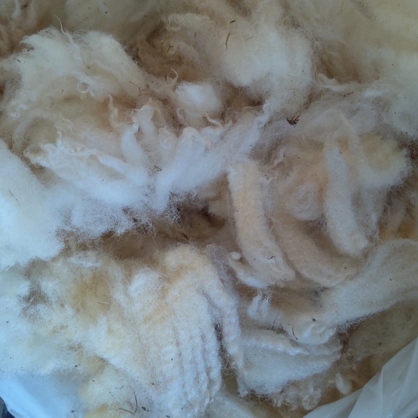 WHITE TEXEL raw lovely soft fleece