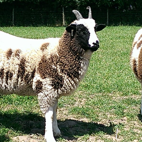 Toison de mouton JACOB primée, race rare britannique lavée multicolore