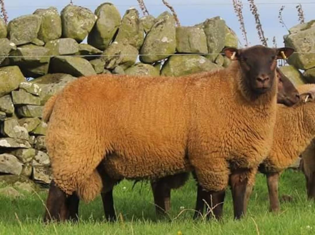 ROUSSIN De La Hague Washed Fleece Rare Sheep - Etsy UK