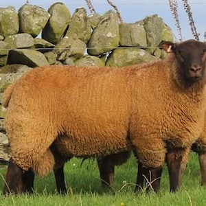 ROUSSIN de la Hague washed fleece rare sheep image 1