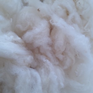 CHEVIOT/BLUEFACED LEICESTER Mule washed  sheep fleece
