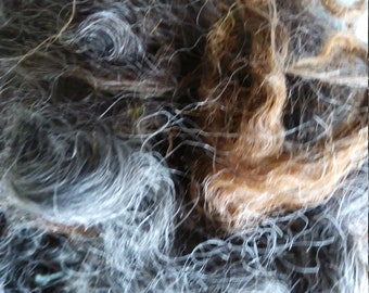 LINCOLN LONGWOOL Black super rare washed Locks washed British rare breed vulnerable status