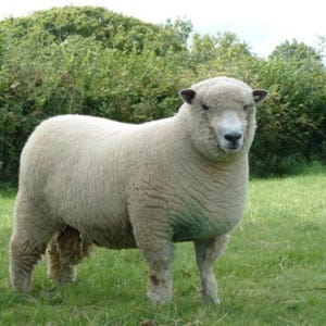 WHITE RYELAND British washed fleece conservation rare breed on RBST watchlist
