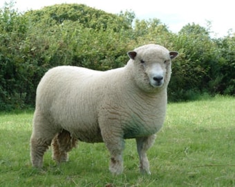 WHITE RYELAND British washed fleece conservation rare breed on RBST watchlist