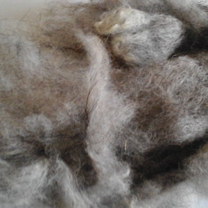 May include: A close-up shot of a pile of grey and brown animal fur. The fur looks soft and fluffy, with strands of different lengths and shades. The overall texture is dense and textured, suggesting a natural material.