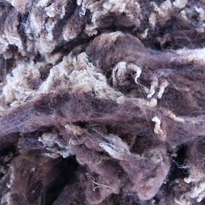 SHETLAND raw  WHOLE FLEECE dark fawn  superfine from a rare breed flock