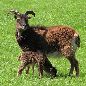 SOAY ROVINGS Dark Brown rare breed British at risk status primitive conservation breed image 2