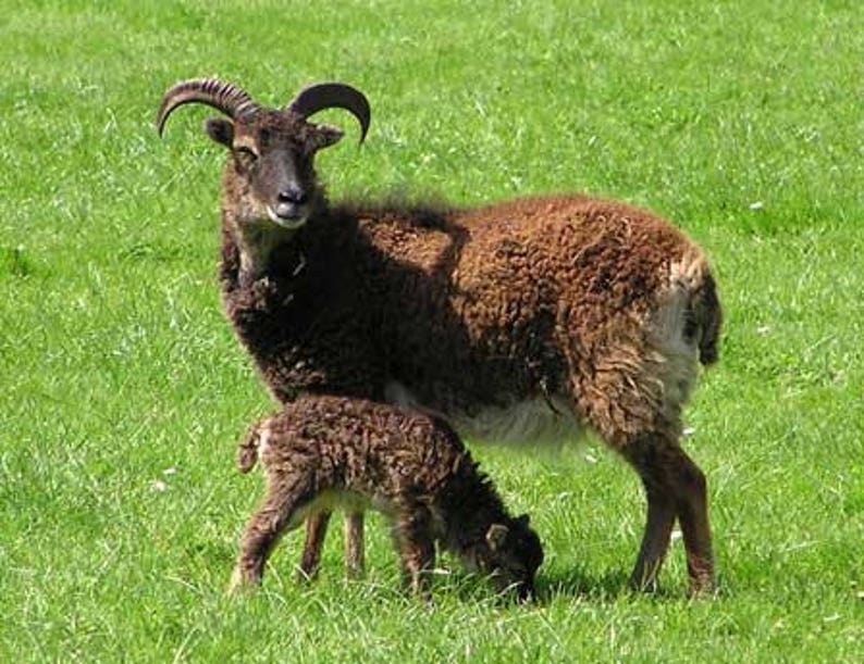 SOAY ROVINGS Dark Brown rare breed British at risk status primitive conservation breed image 2