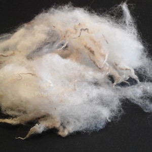 CLUN FOREST british conservation rare breed washed fleece