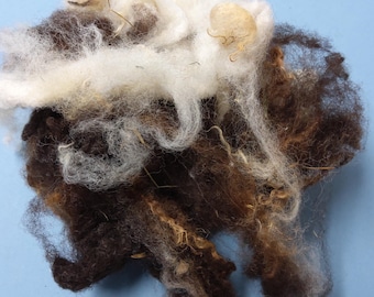 JACOB sheep fleece prize winning washed multi coloured British rare breed