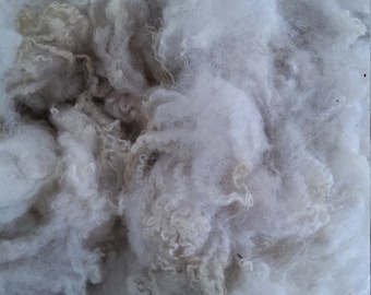 Wool SHETLAND sheep washed fleece white soft from a British rare  breed conservation flock
