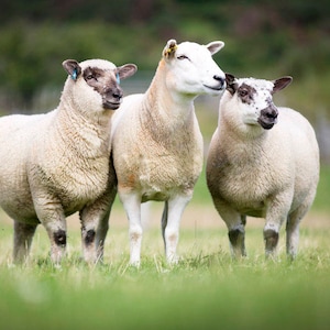 May include: Three white sheep standing in a grassy field. The sheep are all facing the camera and have different markings on their faces.