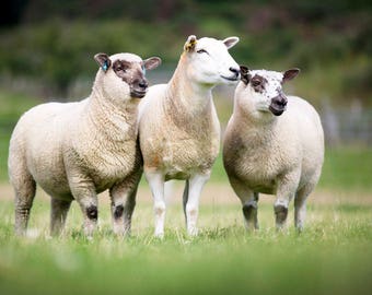 WOOL HAMPSHIRE DOWN Raw fleece  british rare breed sheep at risk
