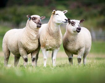 HAMPSHIRE DOWN RAW fleece  british rare breed sheep at risk