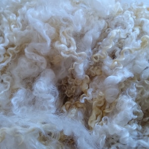 WENSLEYDALE locks, white sumptuous washed locks British conservation rare breed sheep at risk