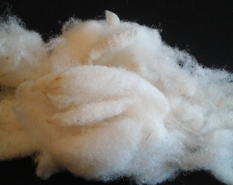 SHEEP Fleece WHITE TEXEL wool  washed fleece