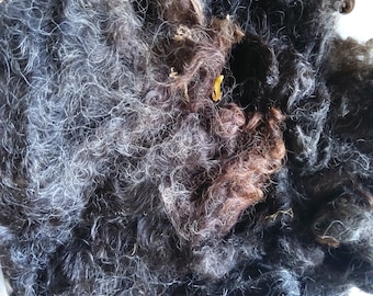 Wool Leicester Longwool Locks: raw, unwashed  Rare British Breed, Dark Grey Shades