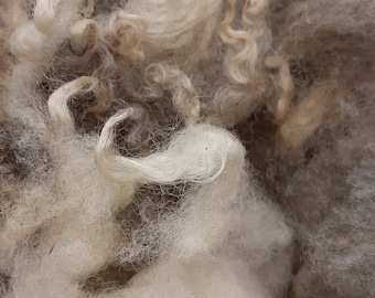 Wool JACOB RAW unwashed  Sheep fleece rare breed from prize winning flock