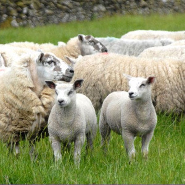 MILLENNIUM BLEU British rare washed fleece