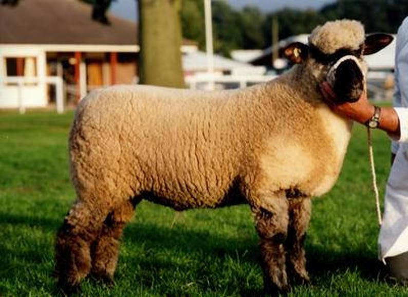 DOWN BREED STUDY taster pack British Dorset Down Suffolk Southdown Shropshire Hampshire Oxford washed fleece 90g /3.15 oz image 3