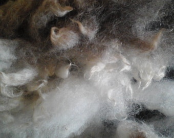 LAVENDER JACOB washed grey Jacob British rare breed fleece