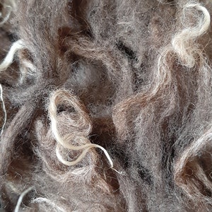 Fibre BROWN NORTH RONALDSAY washed fleece British native primitive rare breed vulnerable status
