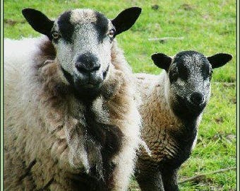 BADGER FACE Welsh Mountain, Torwen dark brown washed fleece conservation breed