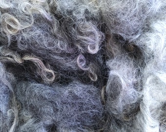 Leicester Longwool Locks: Dark Grey, Rare British Breed Sheep