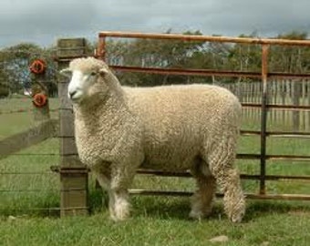 ROMNEY, coloured Kent,  mixed grey,washed fibre RARE BREED  British conservation breed at risk