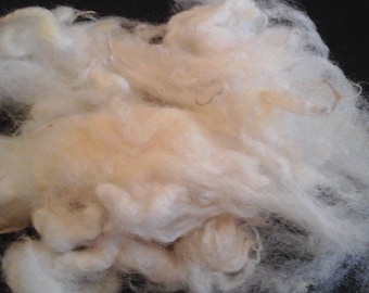 BORDER LEICESTER washed fleece British conservation rare breed at risk