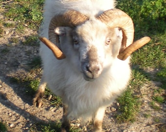 BORERAY white RAW  sheep fleece British rarest breed conservation category vulnerable