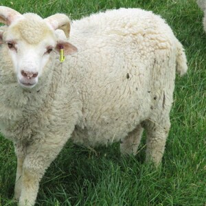 May include: A white sheep with horns and a pink tag in its ear stands in a field of green grass.