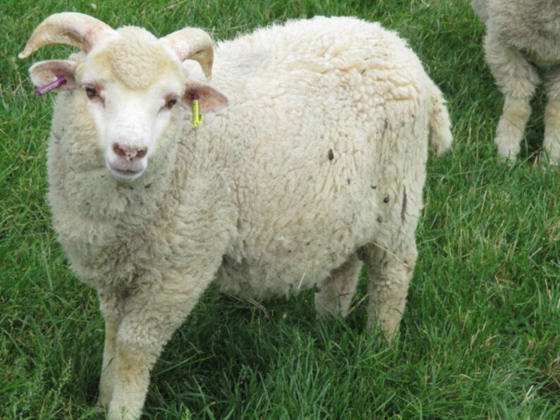 May include: A white sheep with horns and a pink tag in its ear stands in a field of green grass.