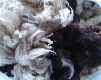 SHETLAND WHOLE FLEECE raw, Chocolate brown  and light fawn  from a conservation flock