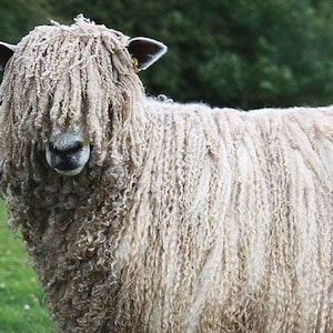 WOOL LEICESTER LONGWOOL raw Unwashed sheep fleece/ locks British rare breed