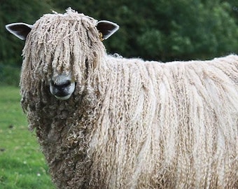 WOOL LEICESTER LONGWOOL raw Unwashed sheep fleece/ locks British rare breed