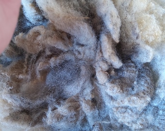 May include: A close-up of a pile of light brown and gray wool fibers. The wool is soft and fluffy, and it appears to be freshly sheared.