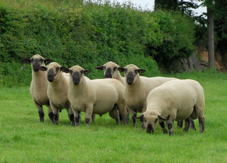 DOWN BREED STUDY taster pack British Dorset Down Suffolk Southdown Shropshire Hampshire Oxford washed fleece 90g /3.15 oz image 5