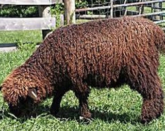 LEICESTER LONGWOOL coloured gorgeous RAW locks rare british breed sheep