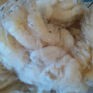 WOOL LLANWENOG  FLEECE raw  British conservation rare breed at risk